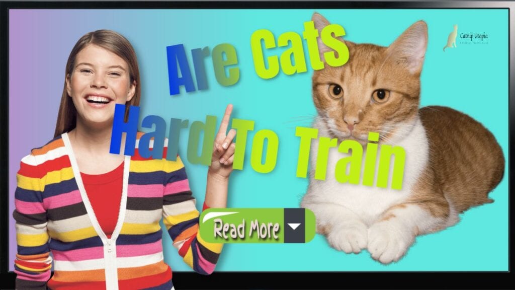 How to Become an Expert at Training Cats