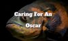 Oscar Fish Care Tips for a Healthy Aquarium