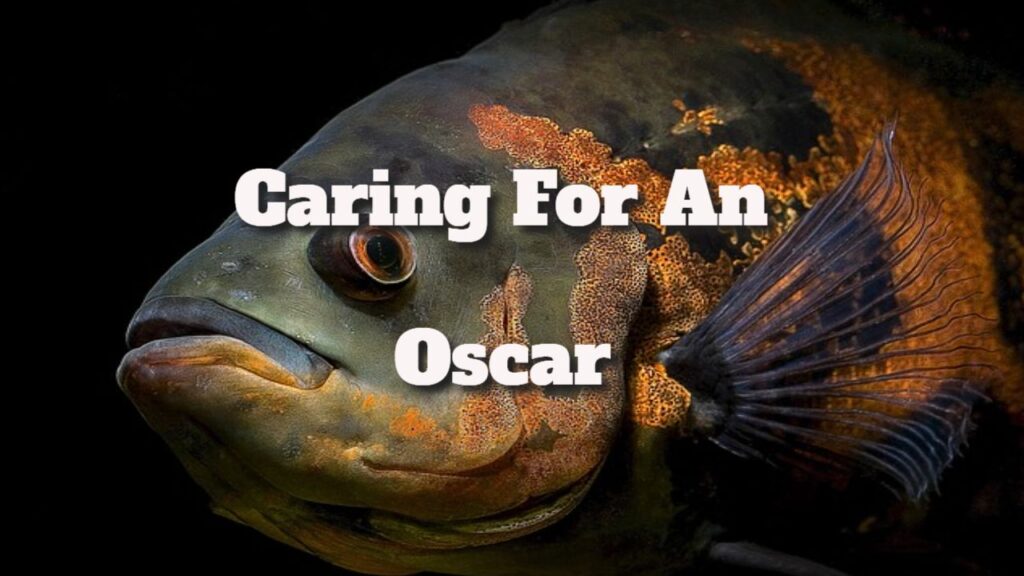 Oscar Fish Care Tips for a Healthy Aquarium