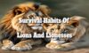 Survival Habits of Lions and Lionesses Explored