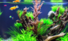 Tropical Fish Care: Essential Tips for Beginners