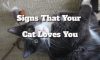 Signs Your Cat Loves You: Top Indicators of Feline Affection