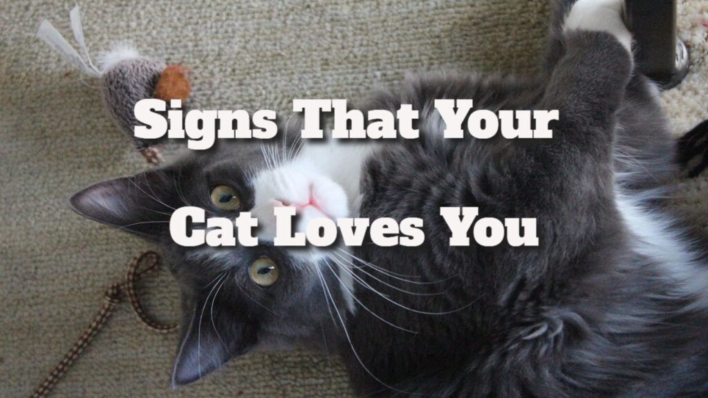 Signs Your Cat Loves You: Top Indicators of Feline Affection