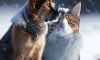 Protecting Pets in Cold Weather: Essential Tips to Keep Safe