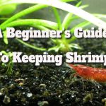 Shrimp Care Essentials: A Beginner’s Guide