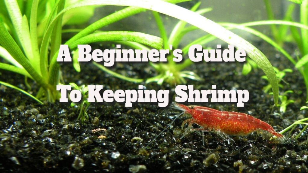 Shrimp Care Essentials: A Beginner’s Guide