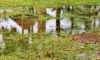 Stormwater Drain Solutions: Understanding Causes in Wollongong