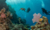 Belize Barrier Reef: Ultimate 2025 Diving and Snorkeling Guide