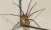 Effective Spider Pest Control Strategies for Elimination